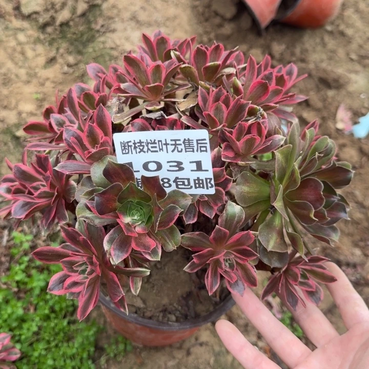1031二号棚女巫拉丝浣纱D