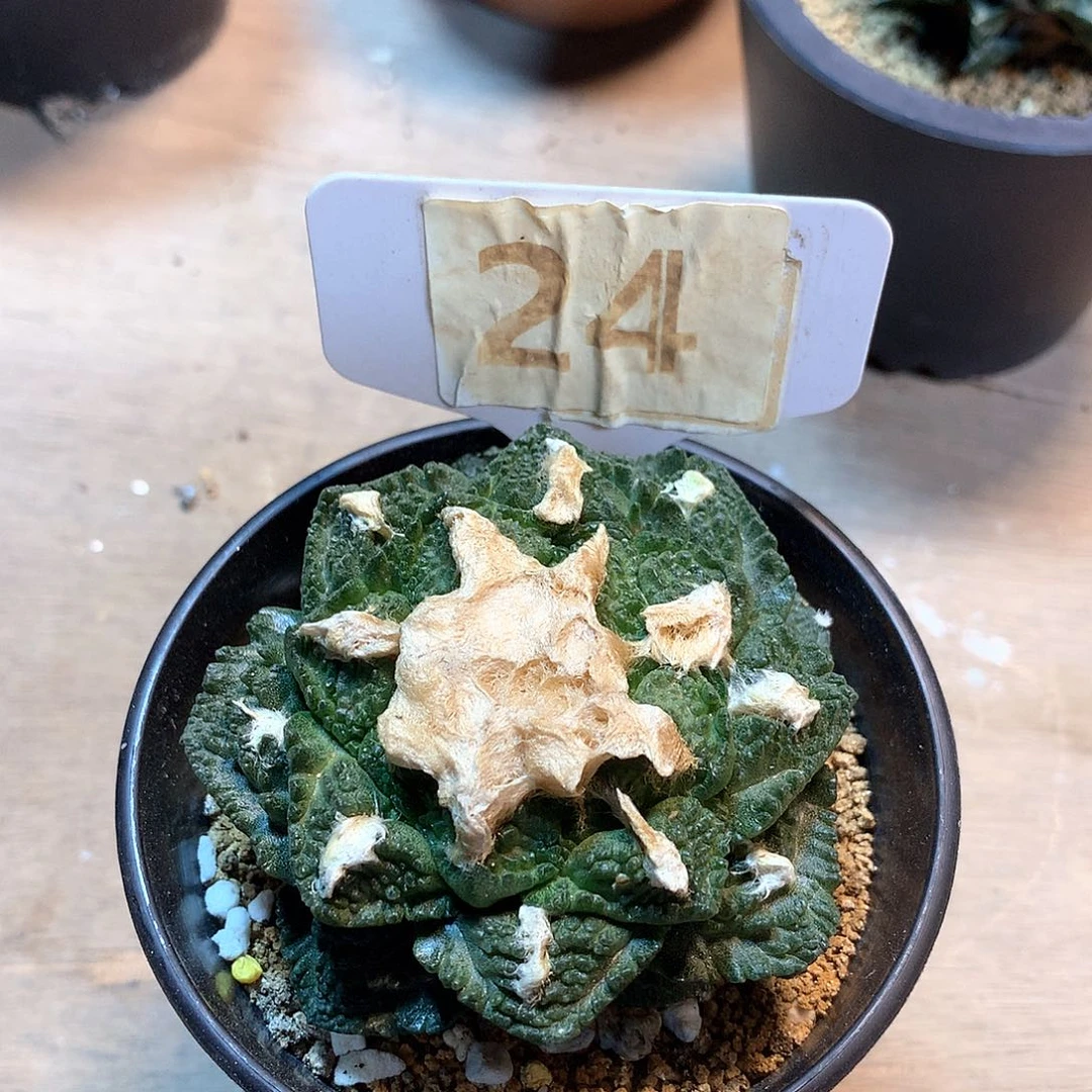 自根辛顿牡丹