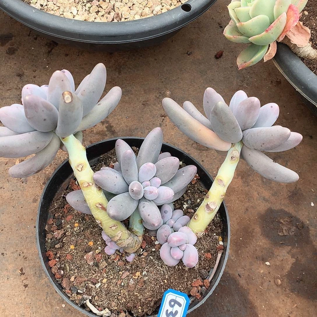 633乌拉奶一物一拍多肉