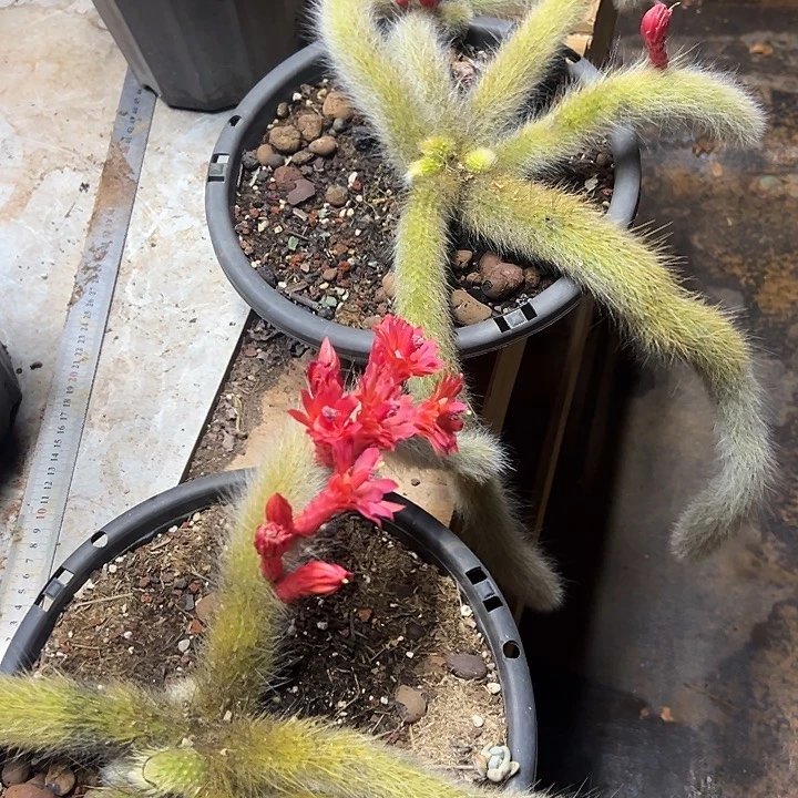 用****6多肉植物实物