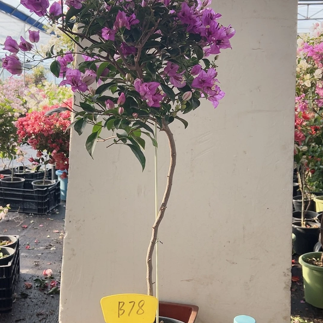 搬***女大部分花苞少量开放B78雪紫