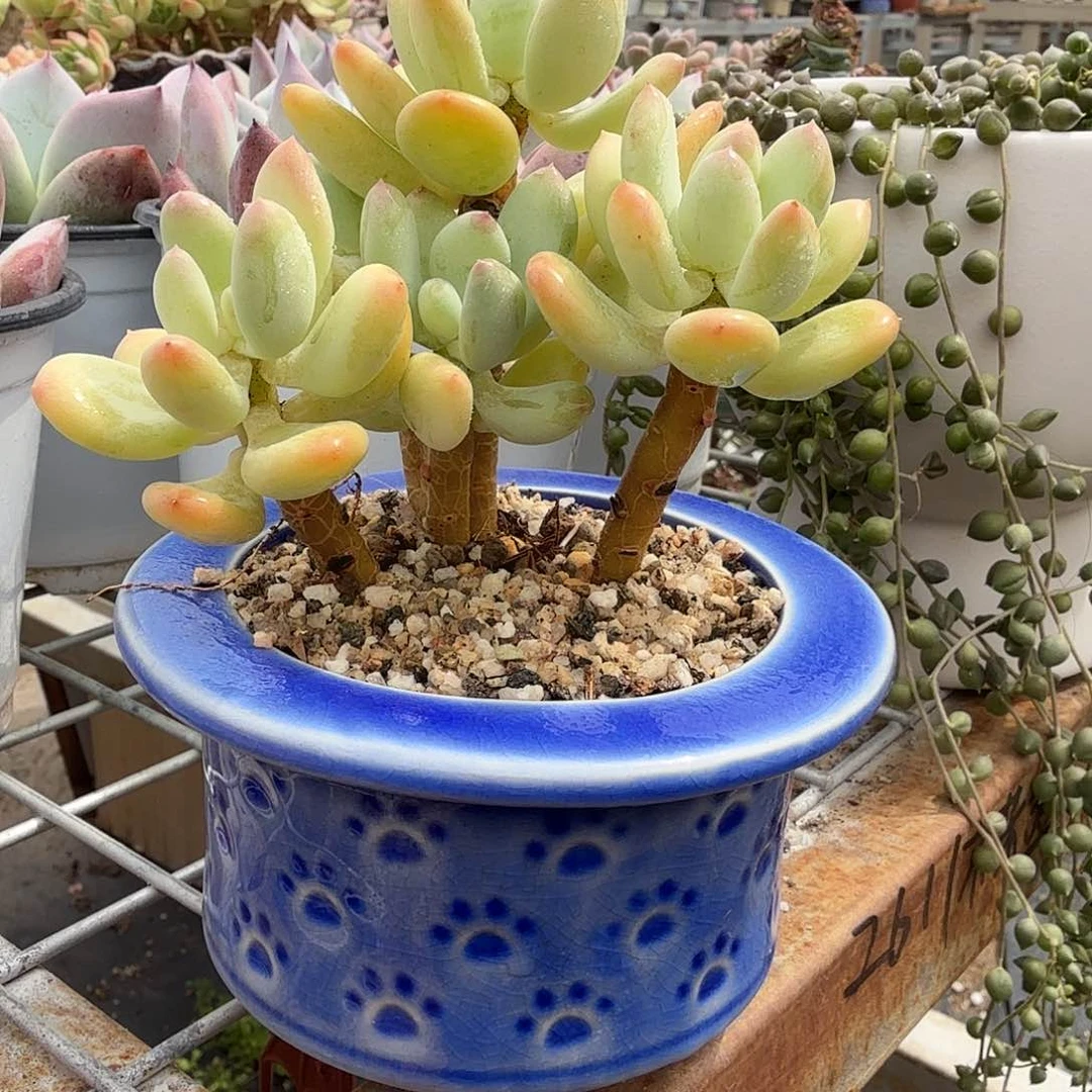 三日月美人带盆多肉植物