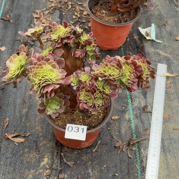 欧紫缀化多肉植物不包损031