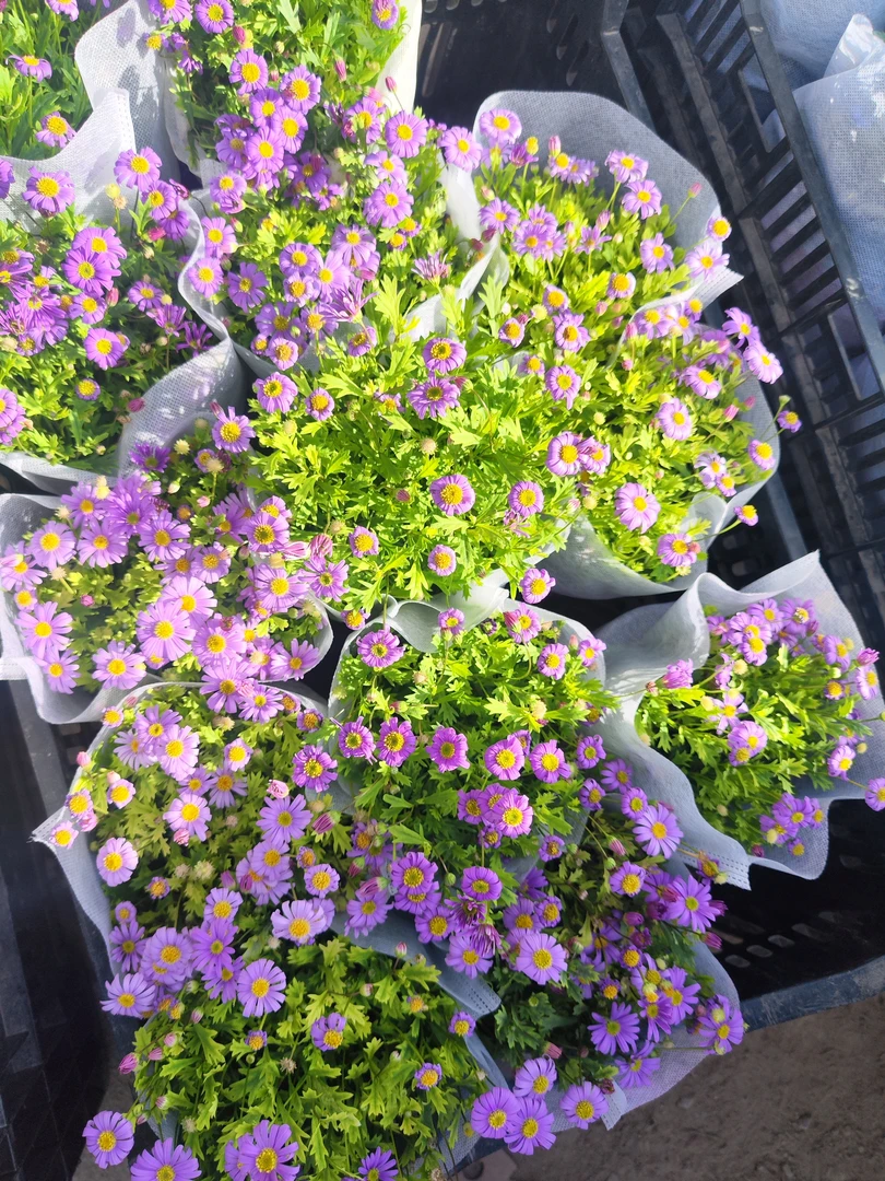 【宫廷卉】姬小菊盆栽非常精致，花很多。