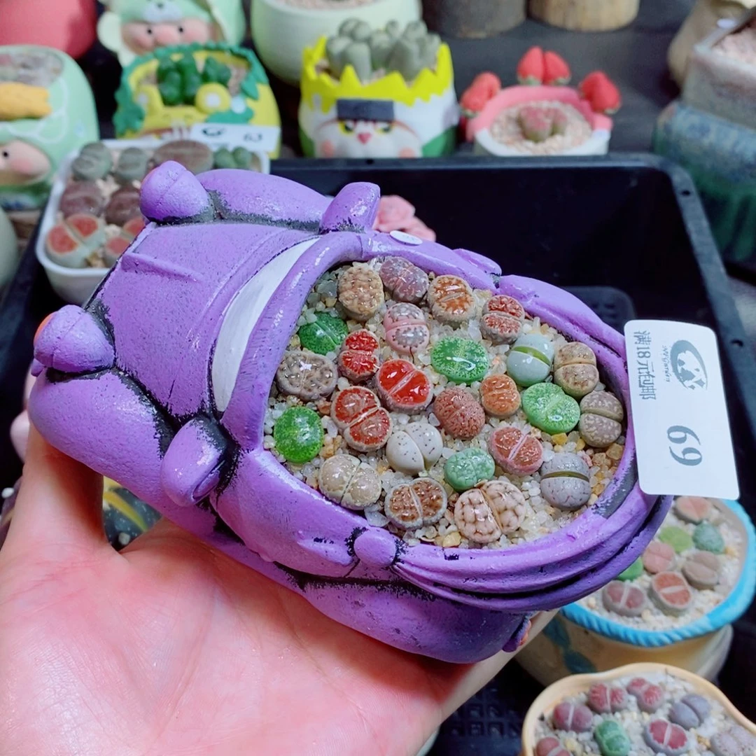 生石花花花花花69