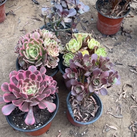 135多肉植物组合，