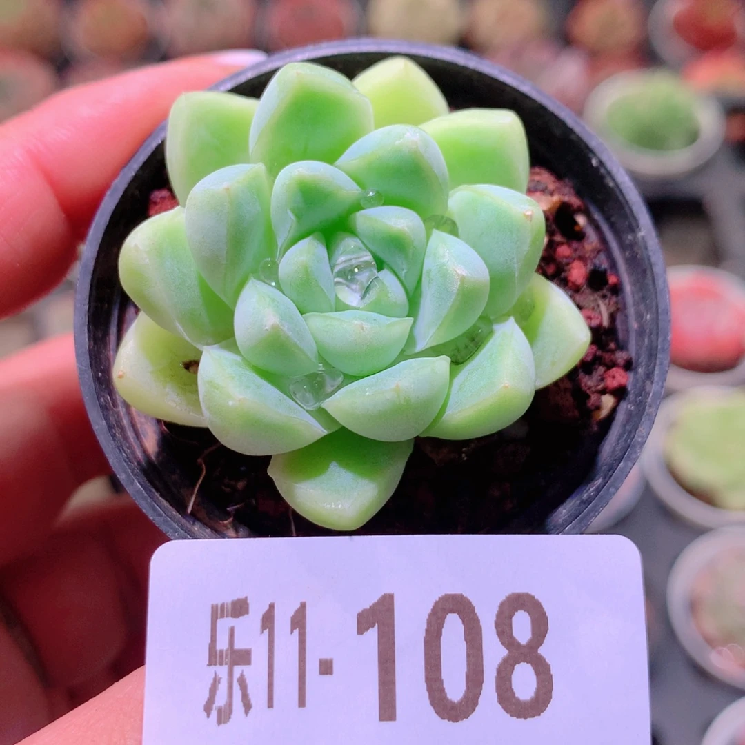 乐然11-108 厚叶月影