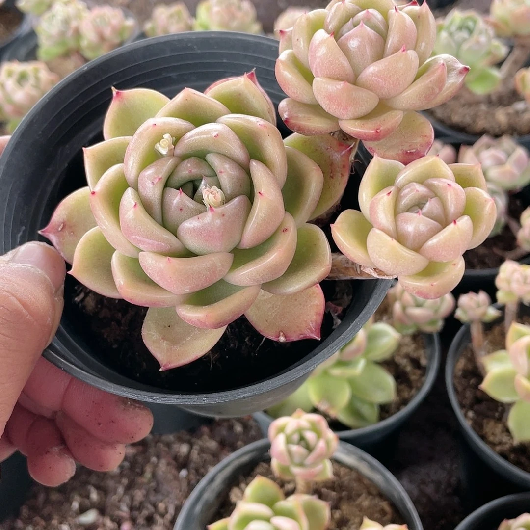 2717  冰城 六月六