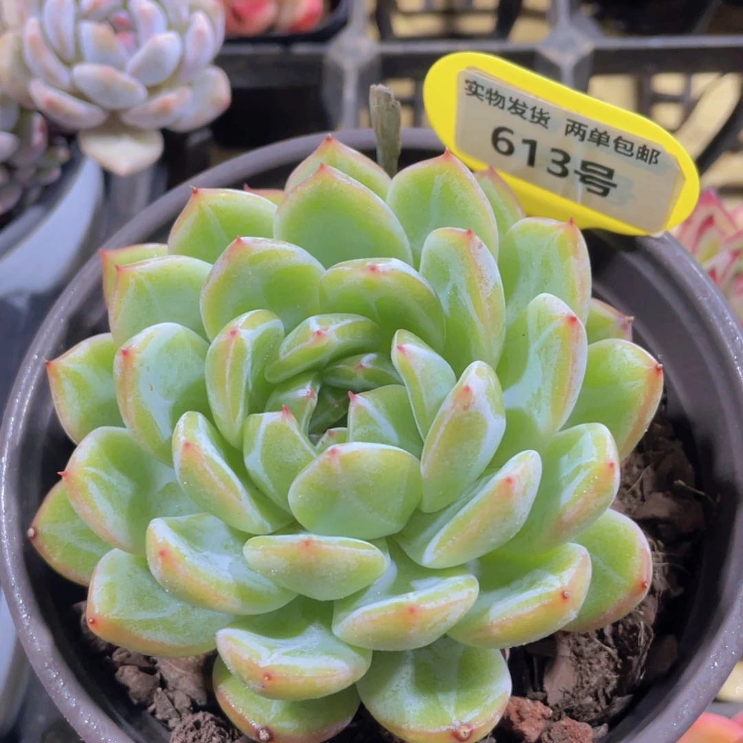 613号 钻石大单头雪花珍妮一个