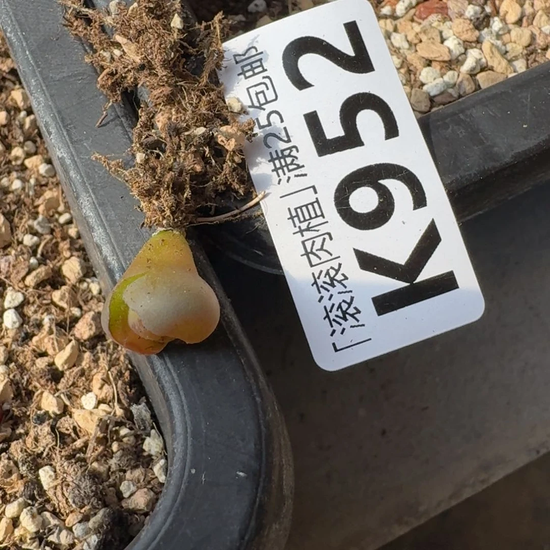 嗯*好K952紫日轮半退化