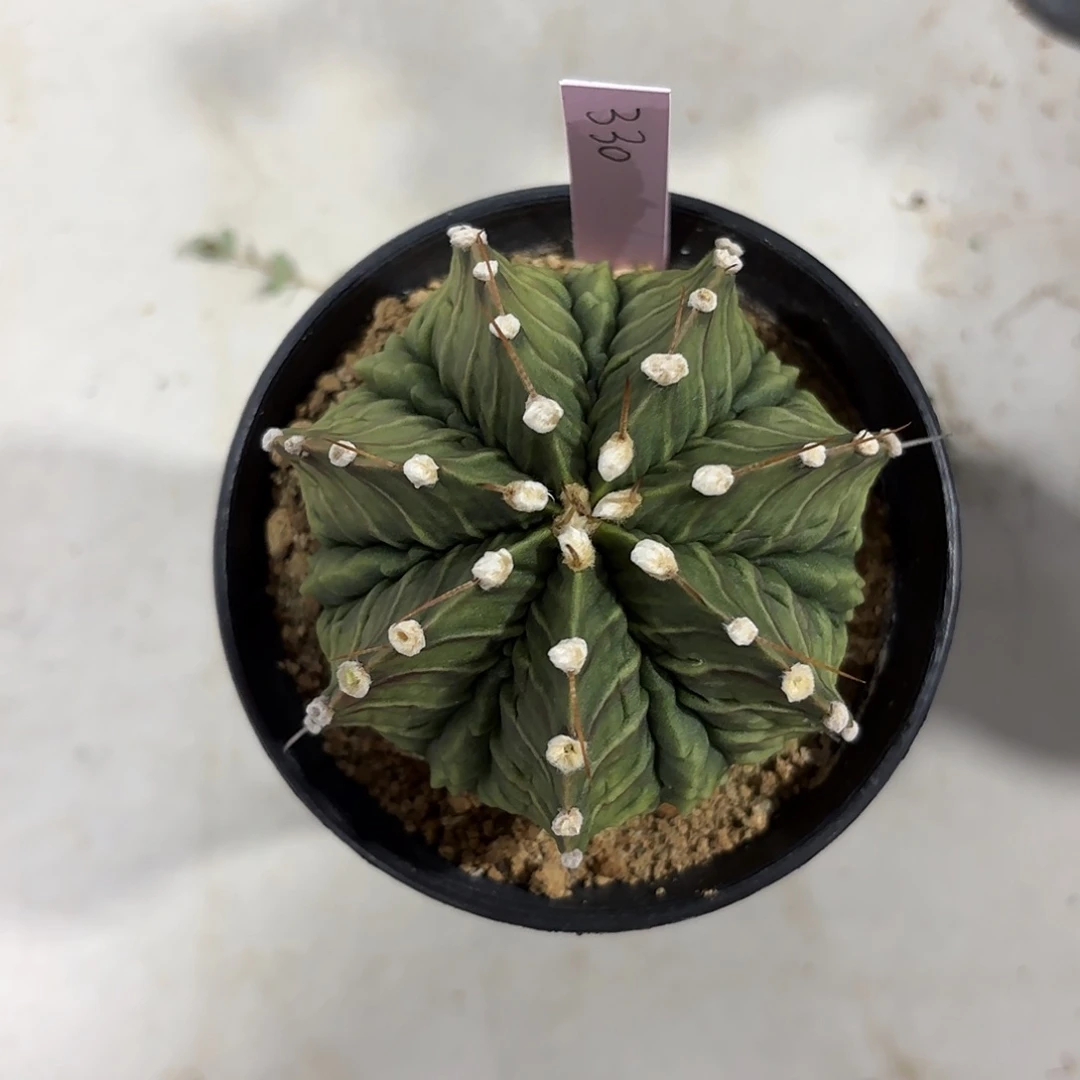 泰国米哈330-0216