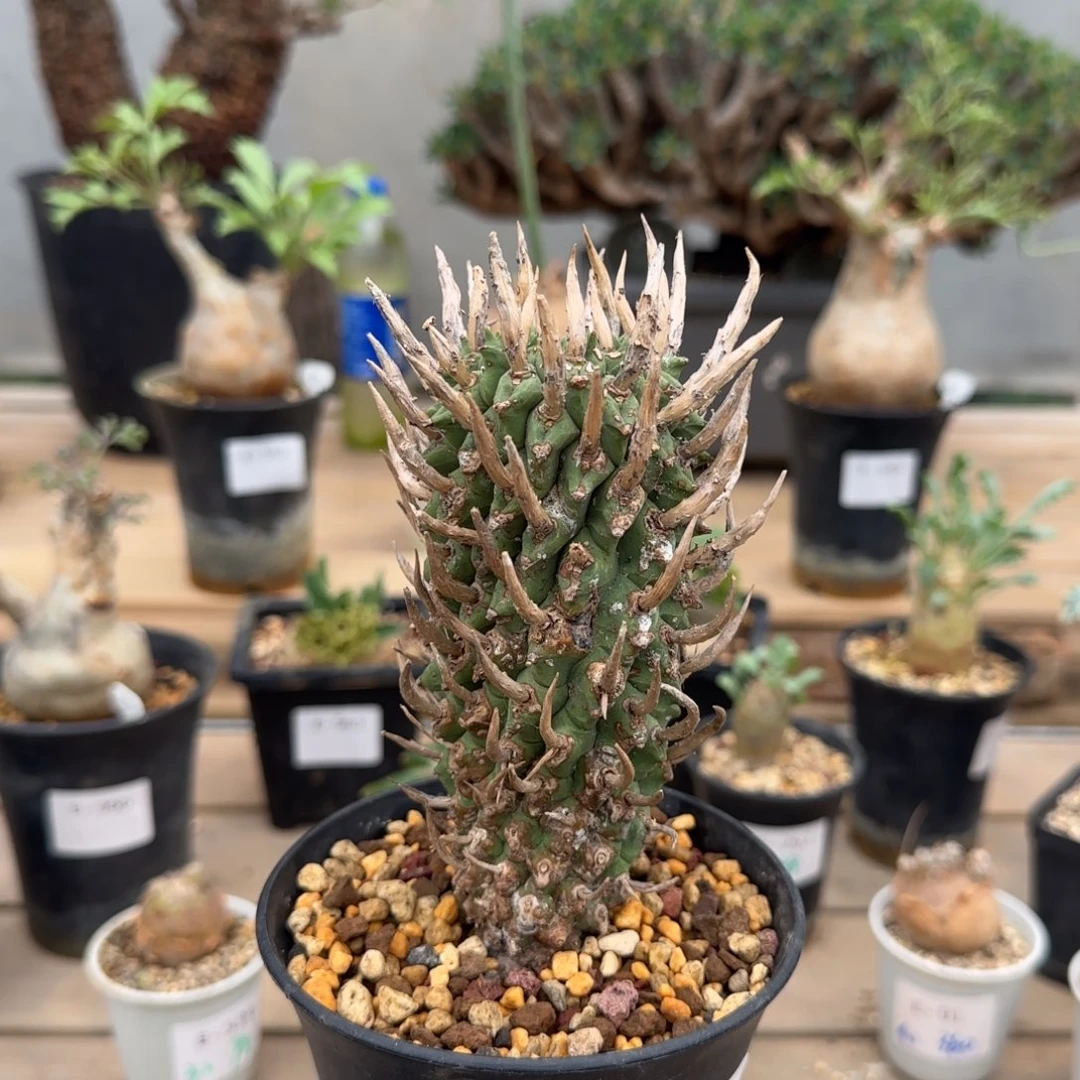 586斗牛角大戟块根植物
