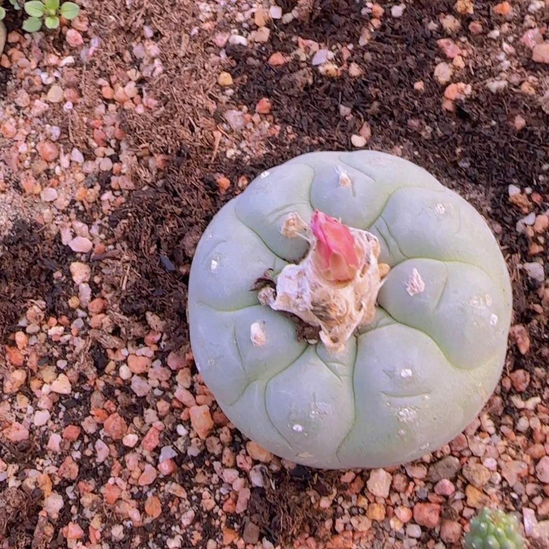 简****明块根植物块根植物块根