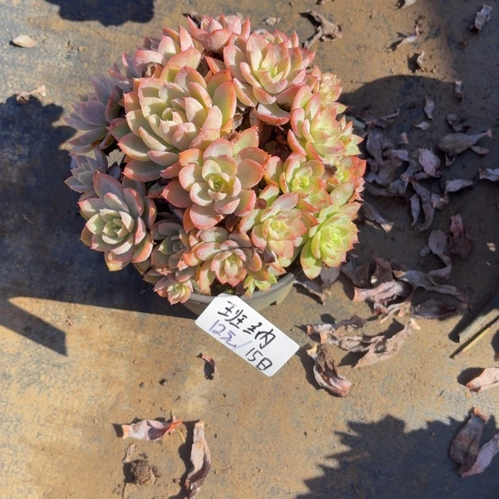 班***纳多肉植物一物一拍满29元包邮夏景多肉基地
