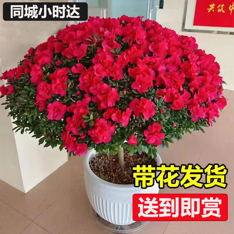 大杜鹃盆栽带瓷盆 冠幅60cm左右 落地款大盆栽 送到即赏带花苞同城小时达