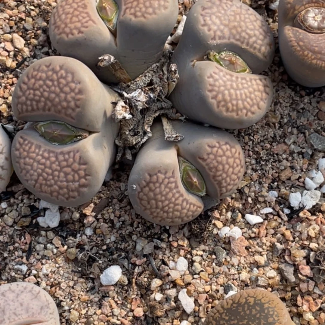 非偏远满20包邮081