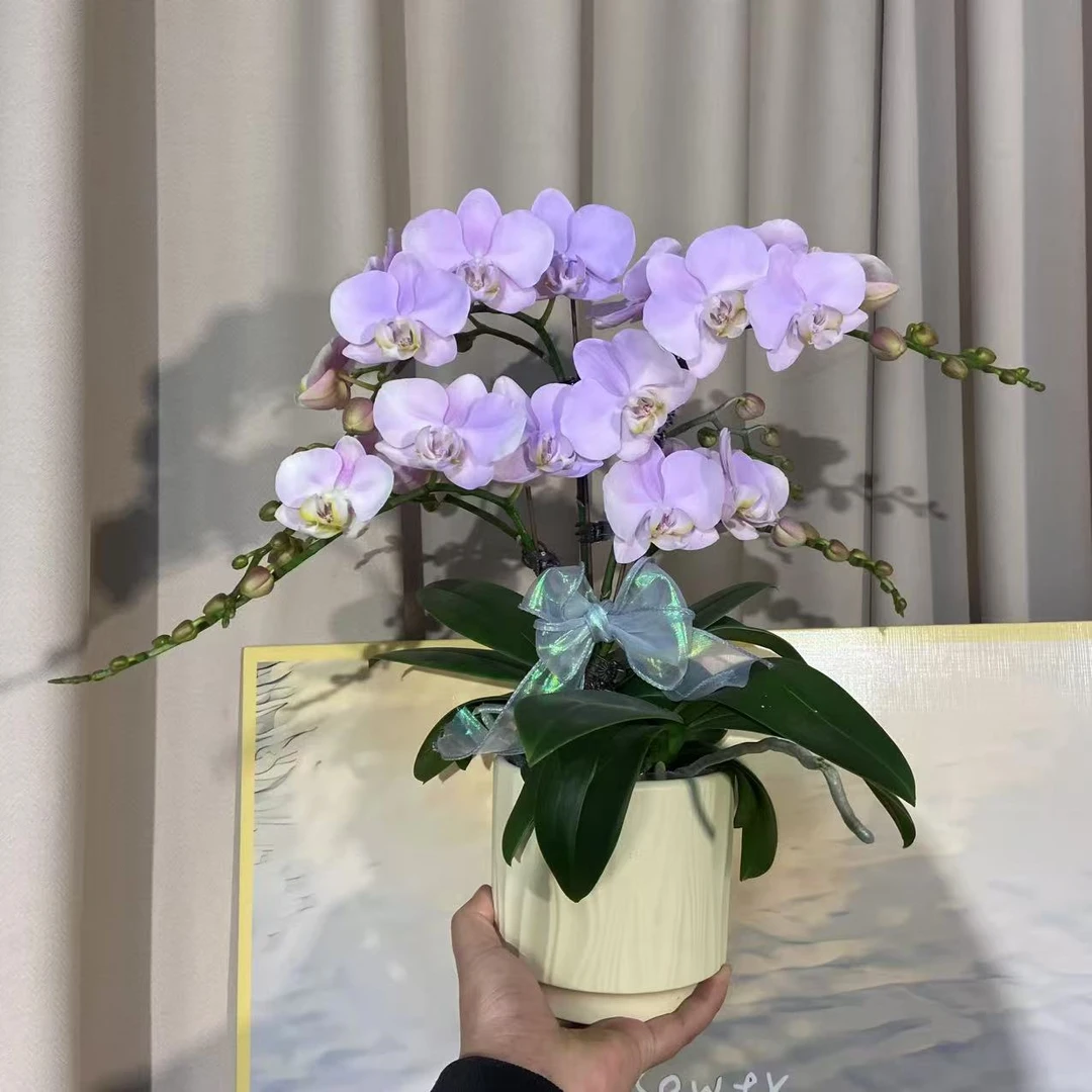 蝴蝶兰（天使）名贵品种桌面型花好养好打理 基地直发2-3