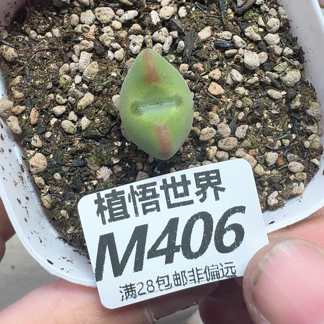 多肉植物的润泽地cw