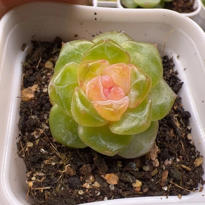****墨一物一拍精品糖心多肉植物mo