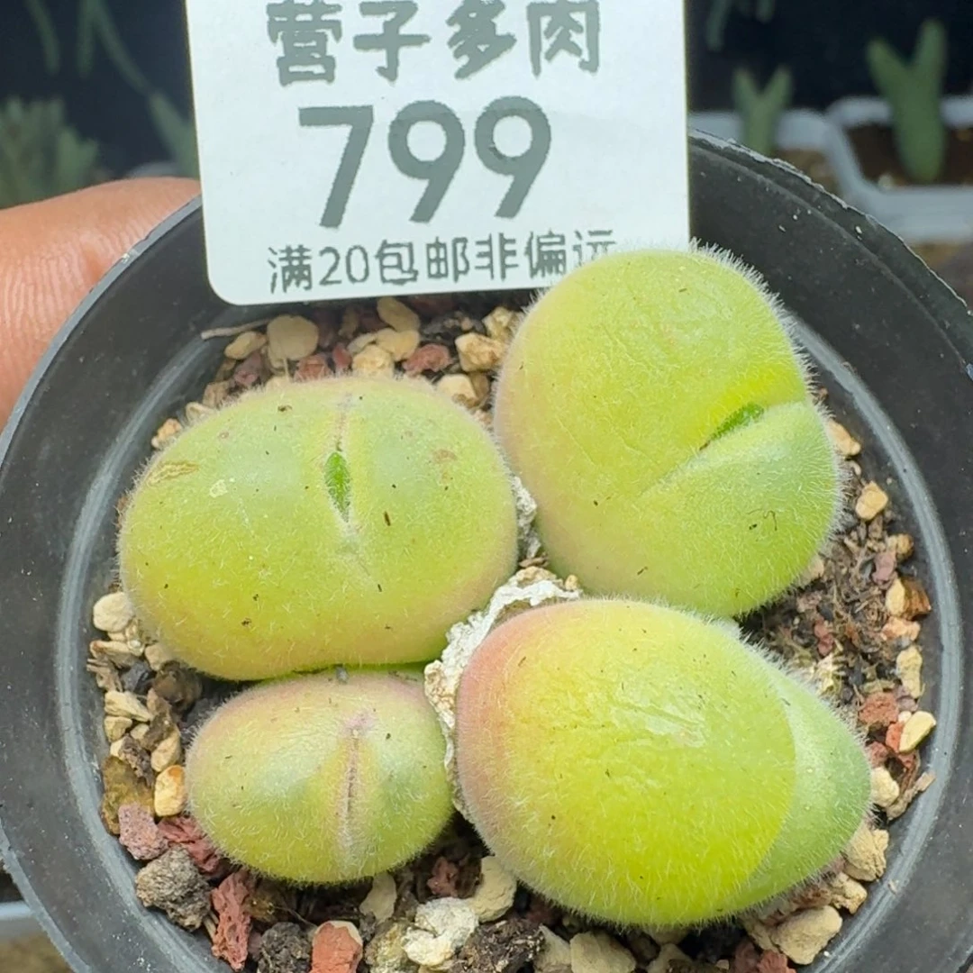长毛带盆土。
