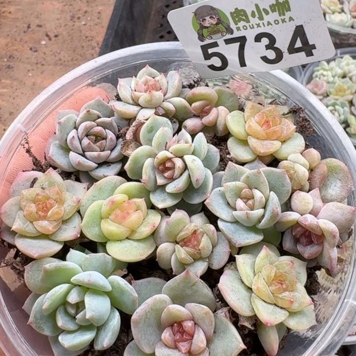 多肉植物多肉植物