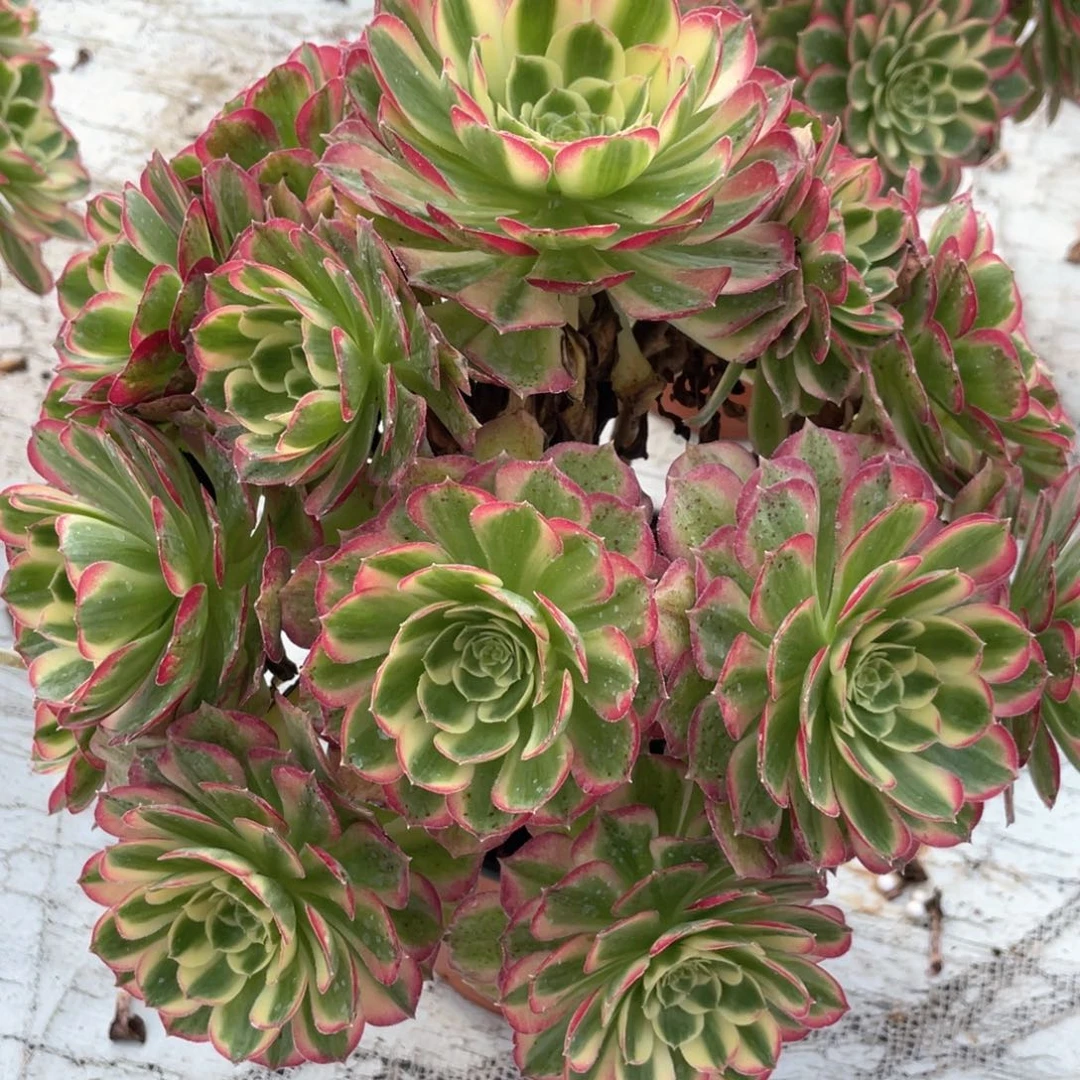 吉****万圣节粉钻老桩手捧115