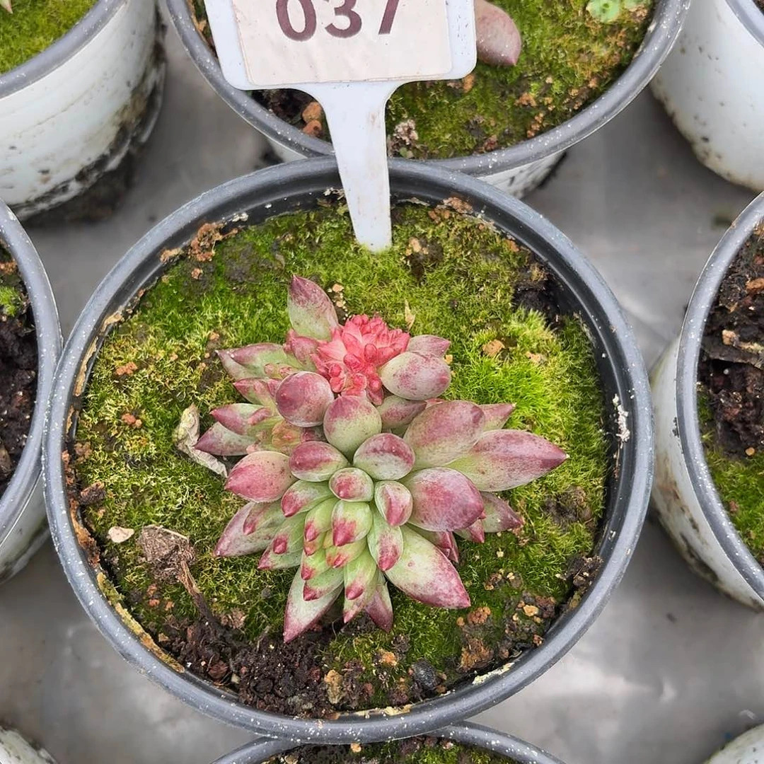 *****鱼美人12345678990999011