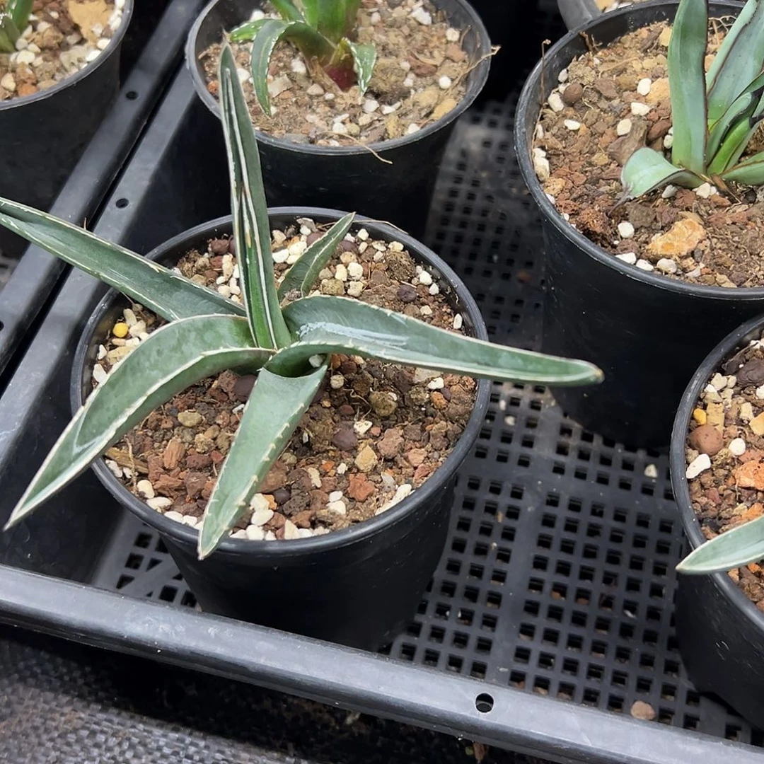 流星龙舌兰侧芽龙舌兰