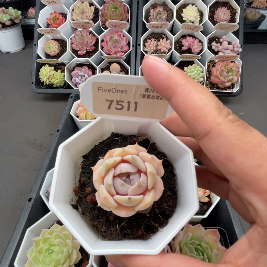 7511露娜莲4.0厘米