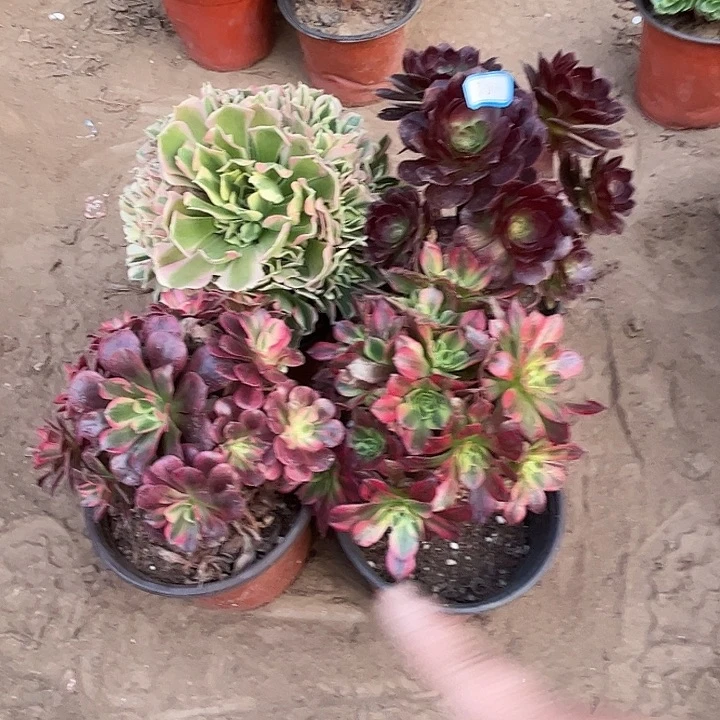 038多肉植物瑕疵，