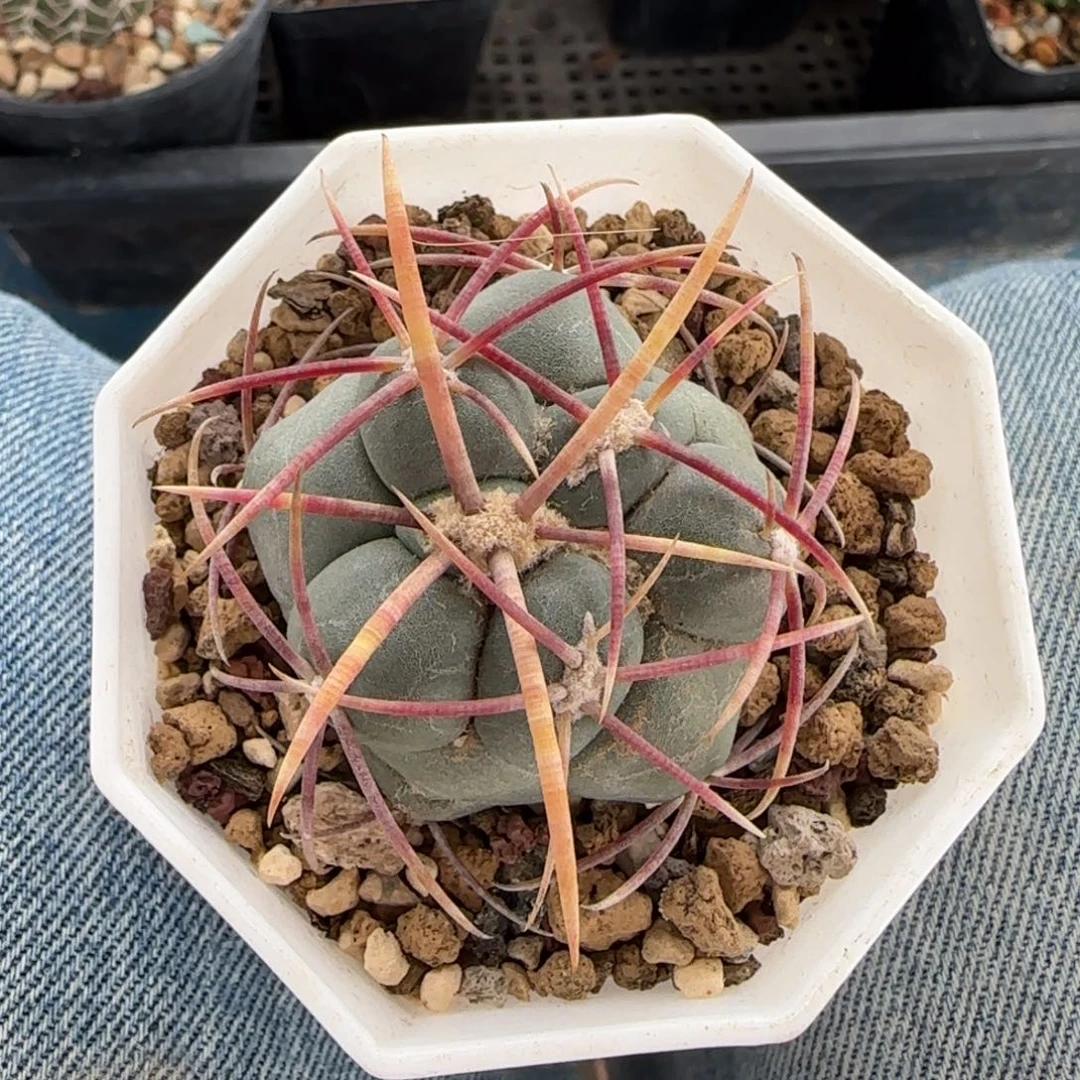 014实生太刺绯冠龙多肉4