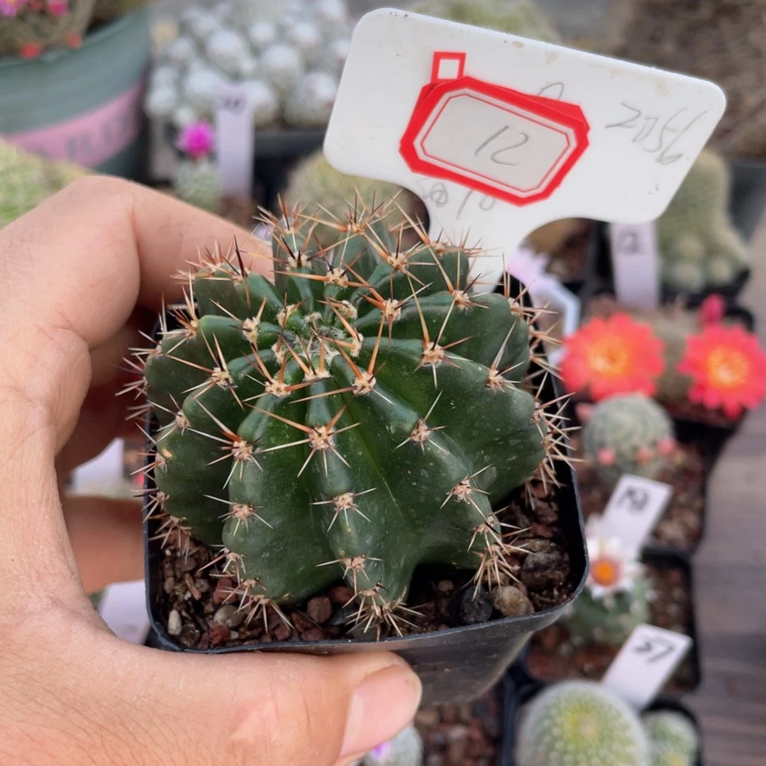 12往事已过了这么久