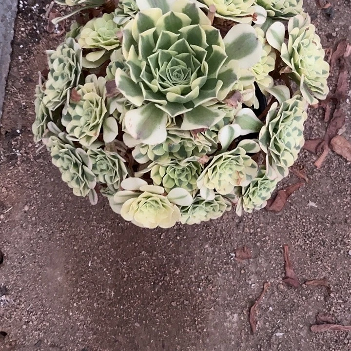 多肉植物绿豆沙锦……