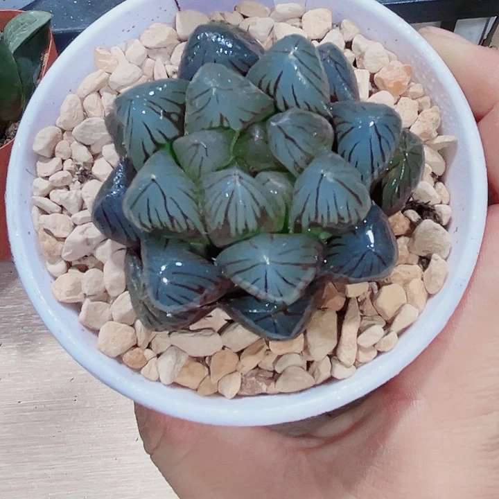 龙爪巨大化新手好养的