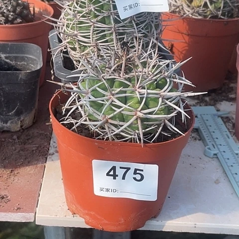 打**的475 476号碧岩玉2颗