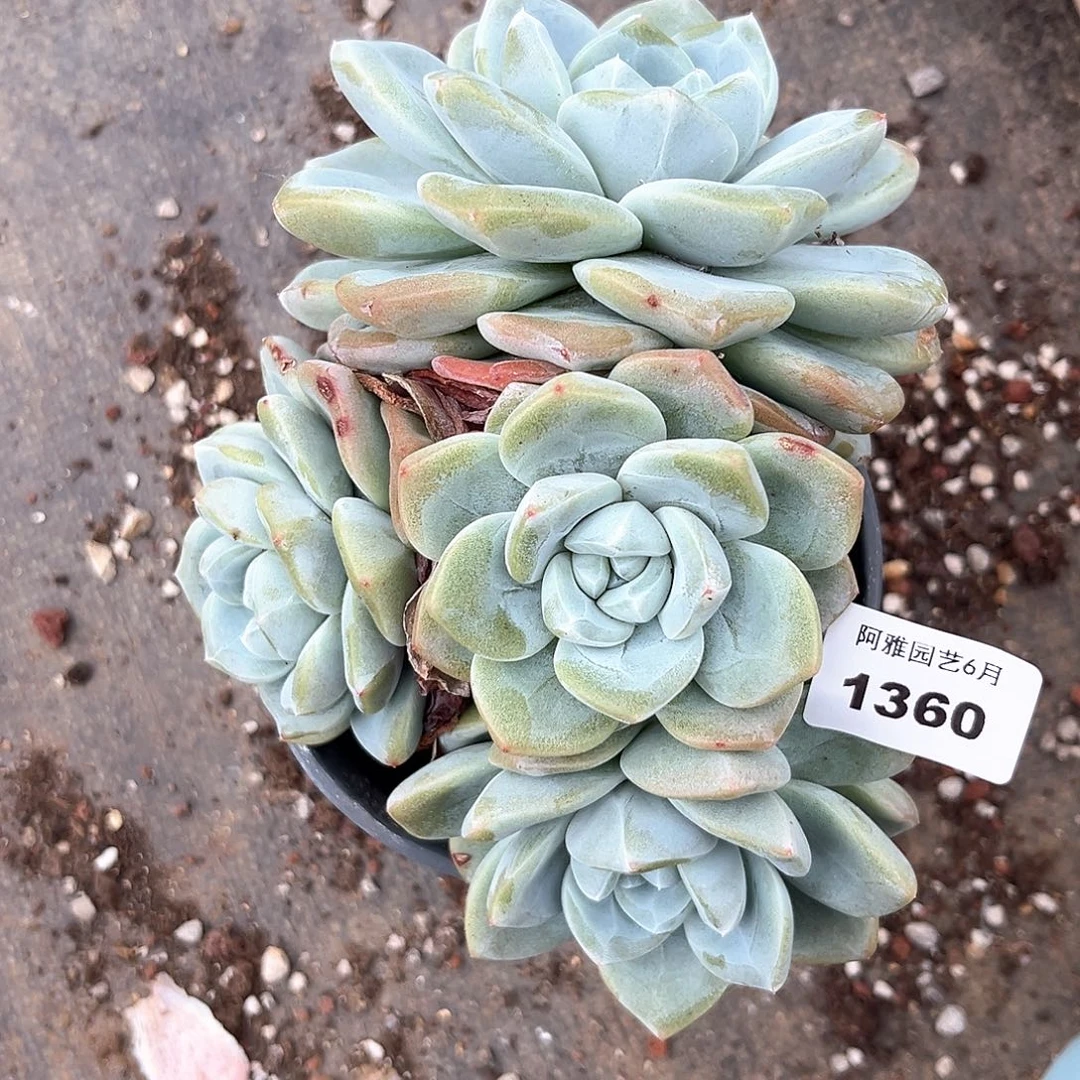 阿雅园艺。   1360冰玉群