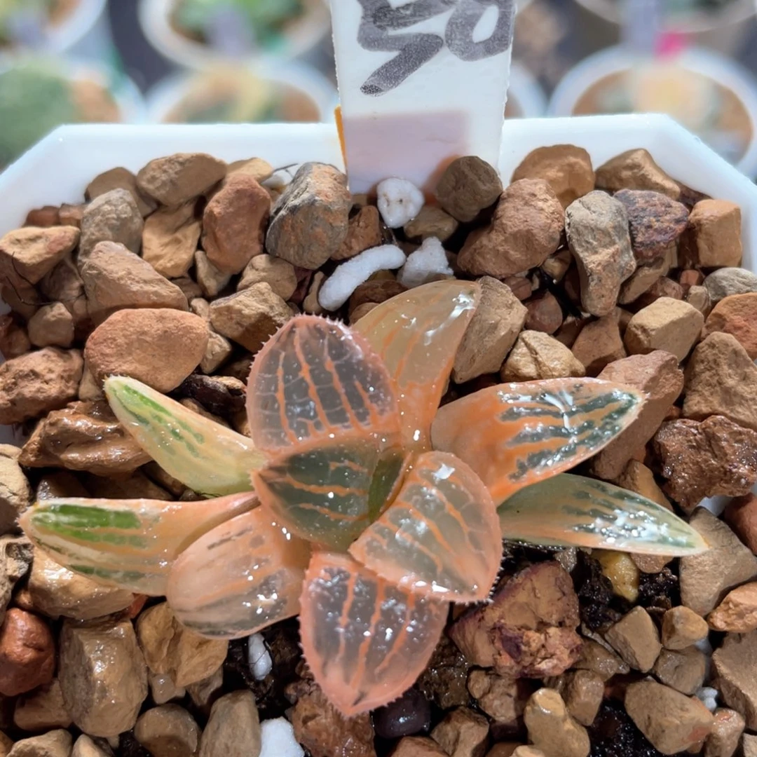 50糊斑香瓜岛锦。