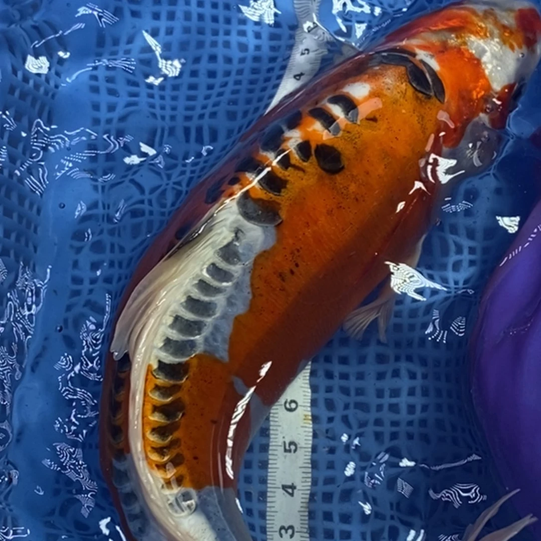 锦鲤冷水锦鲤包邮