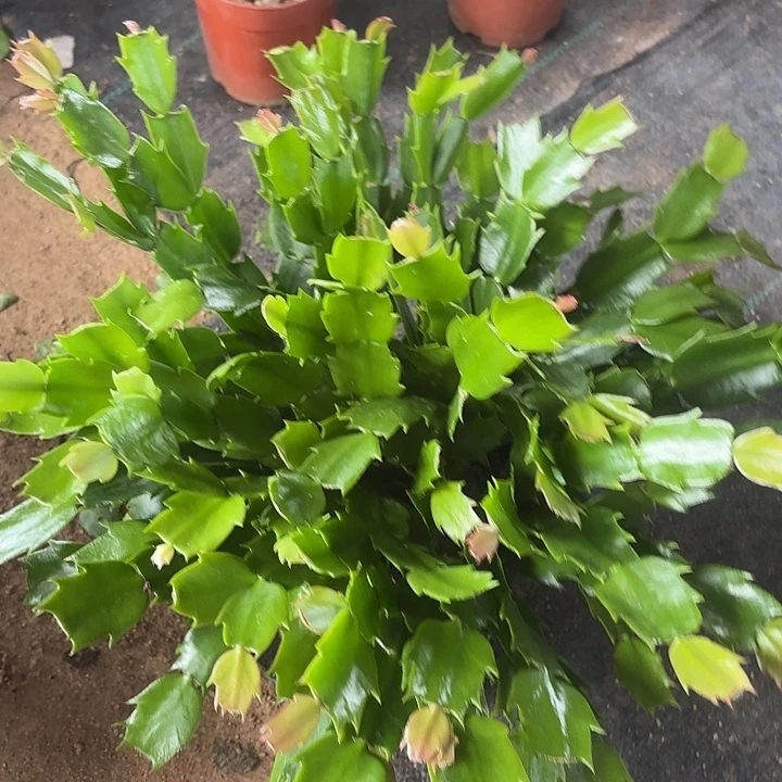 罚***:当前无花栽培后可以开花
