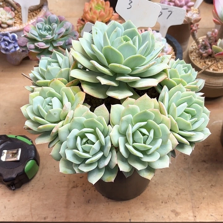 多肉植物，恋曲3号