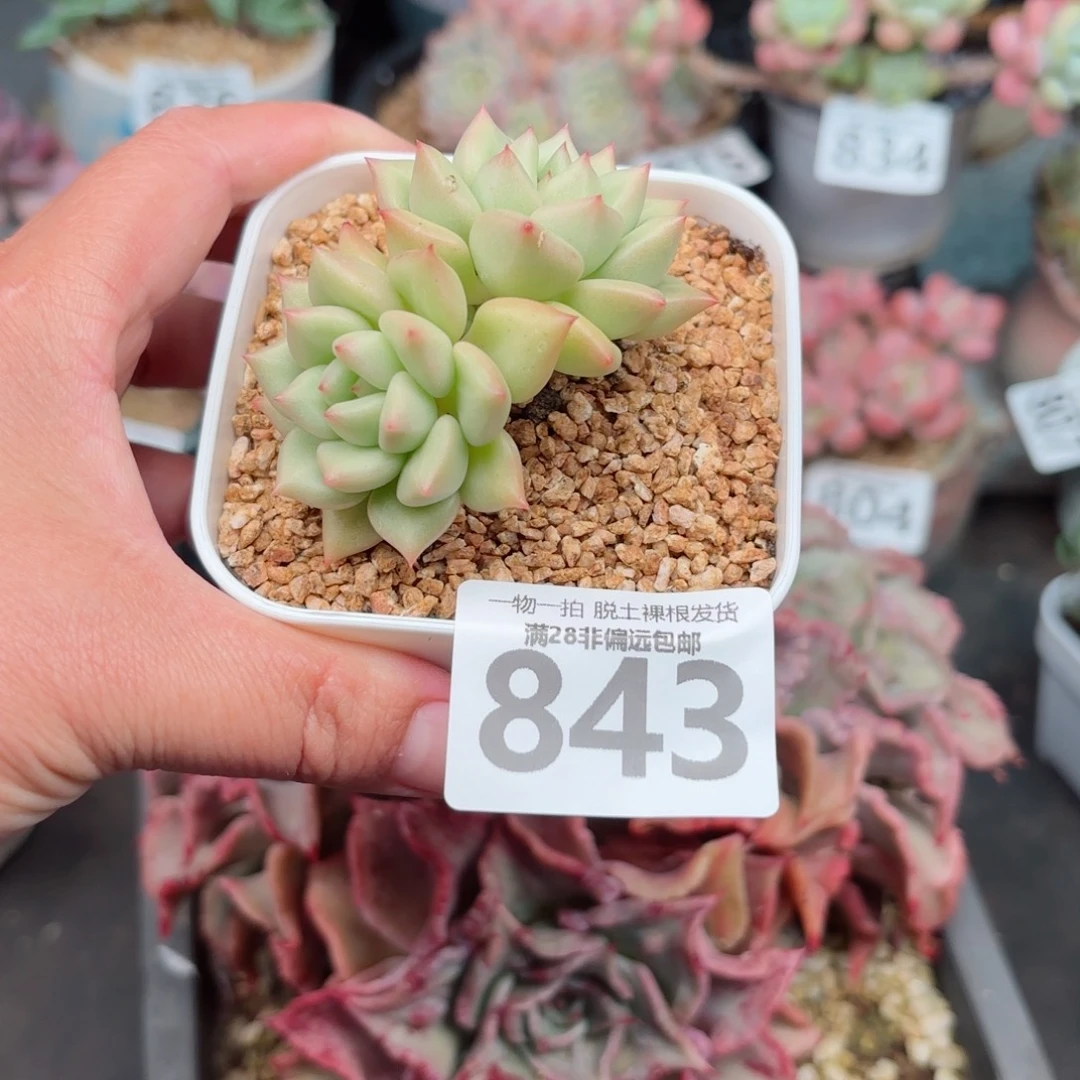 黄金象牙无盆土发货