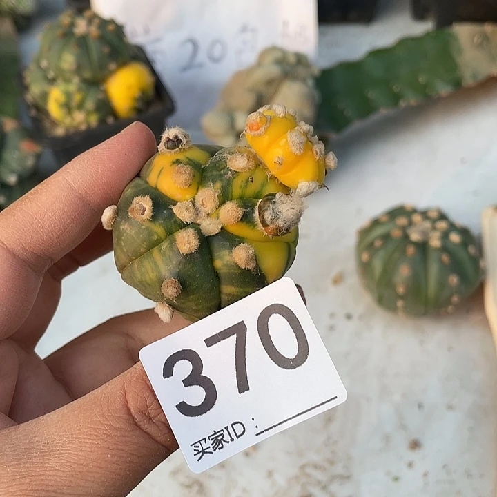 无根370号琉璃兜一颗