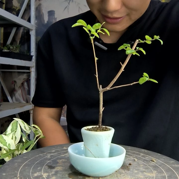 家**崽中青园艺一物一拍295