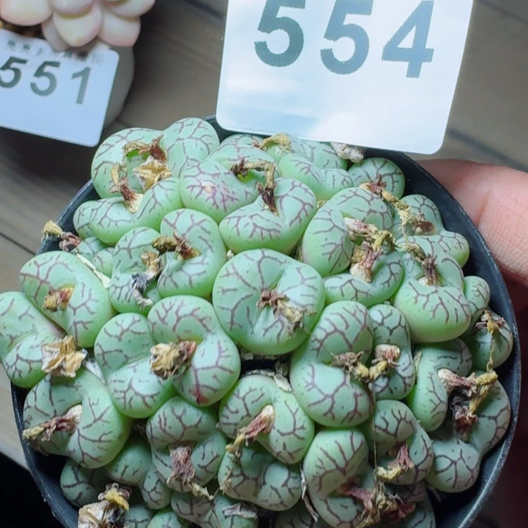 孤品      愿你一路坦途，乘风破浪展宏图