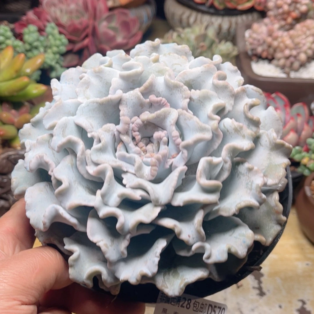 【闪购商品】570白饺子皮