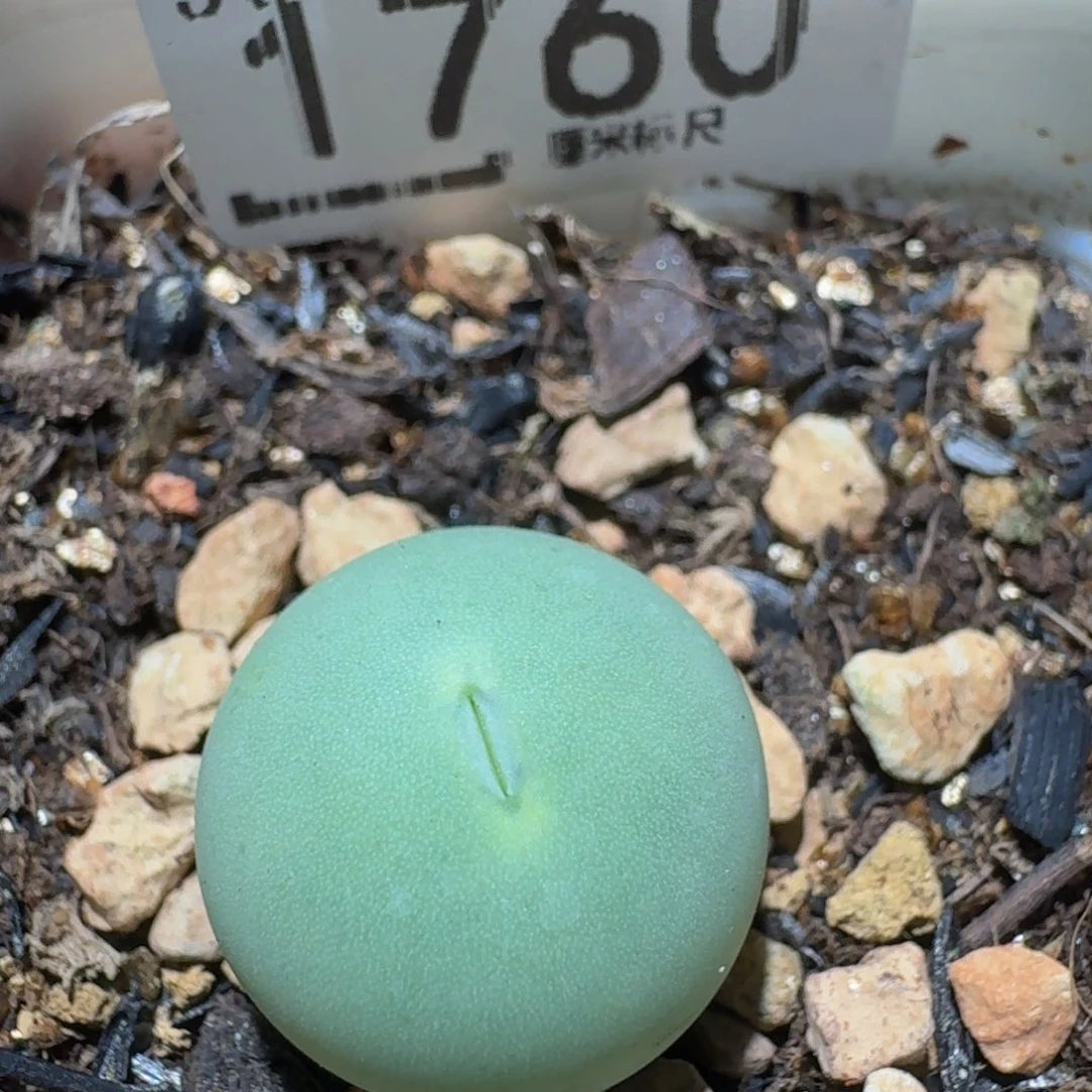 Ssss精品生石花1760母本