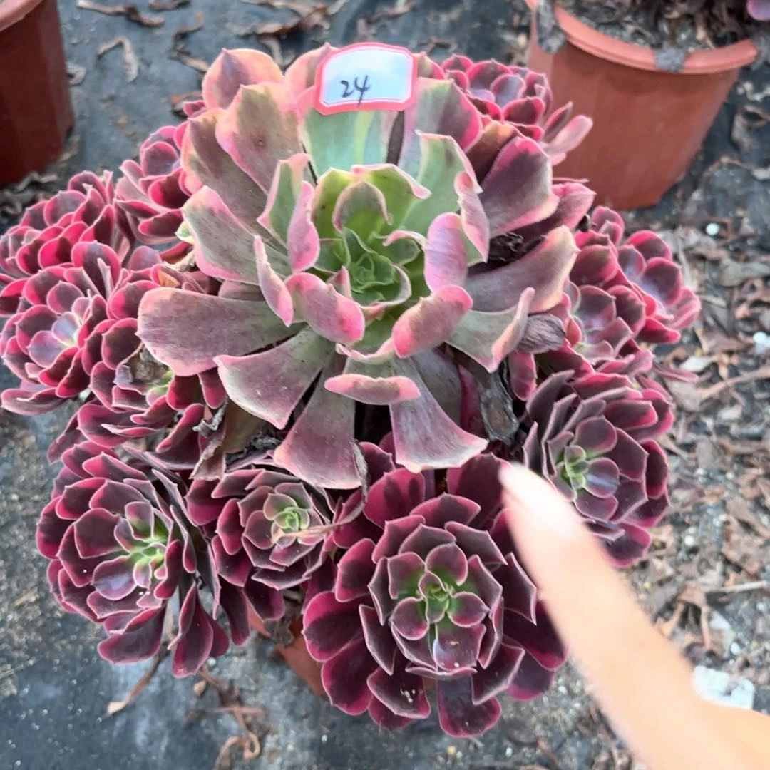全部花朵24风冠多肉植物