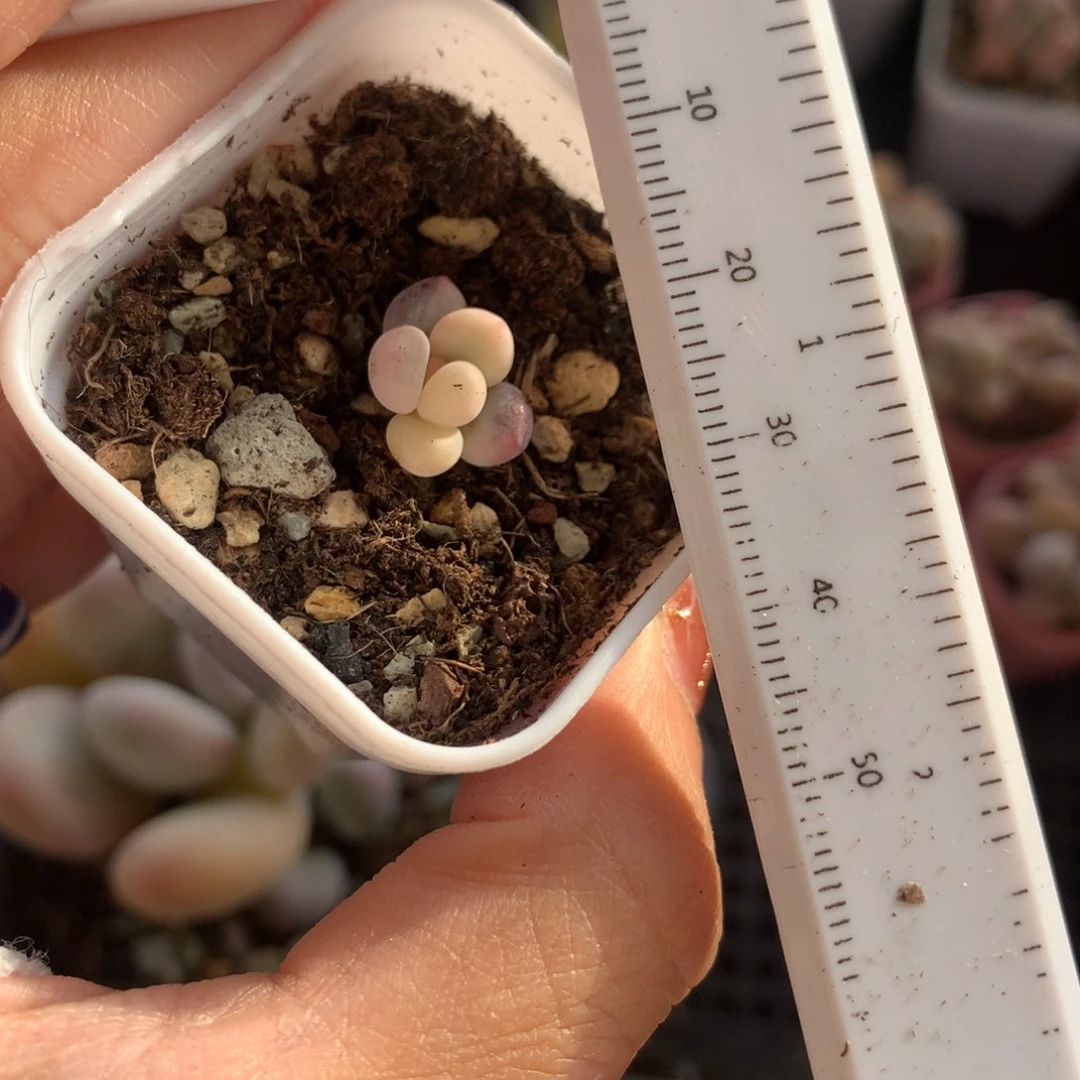 奶酪锦，不售后的哈～