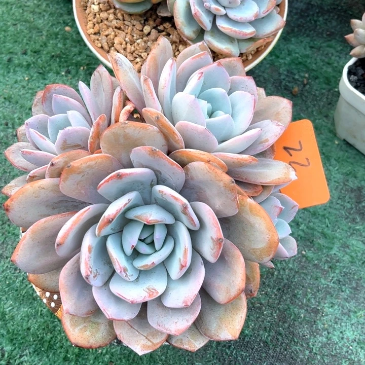 奶茶22号码牌子的话题了