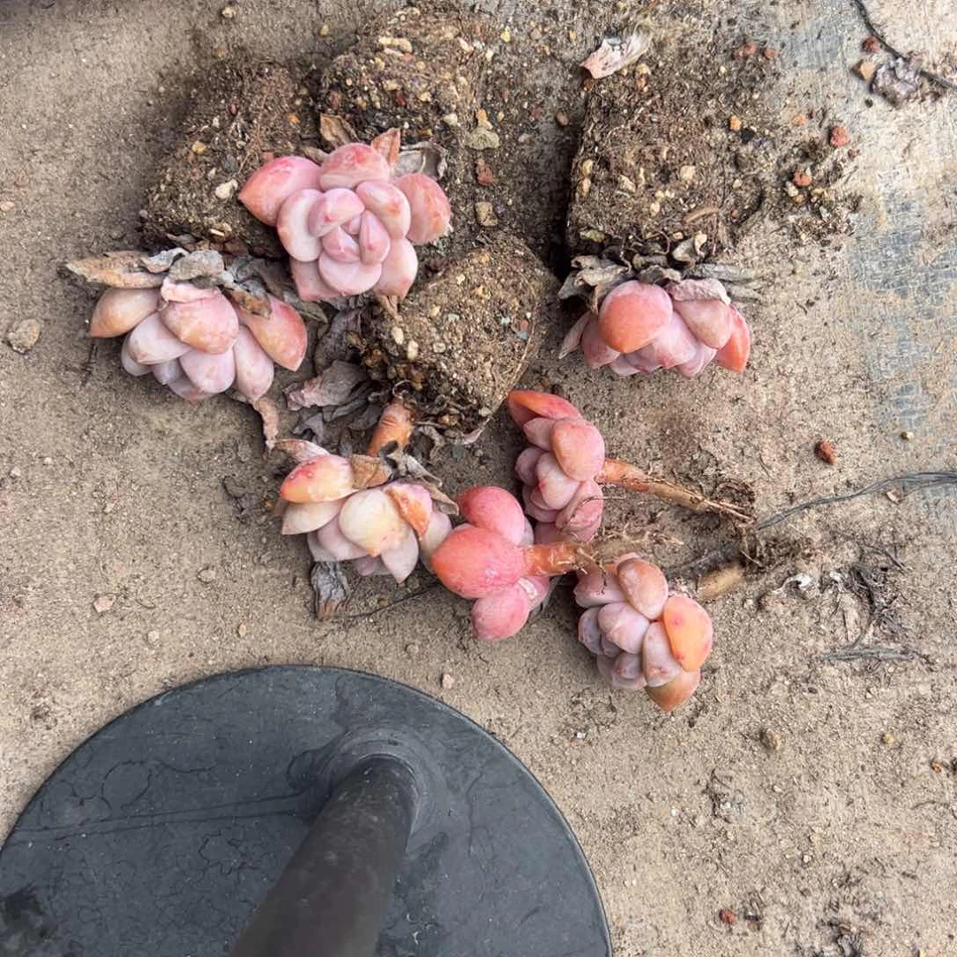 胖*嘟7个紫梦露0000000000000